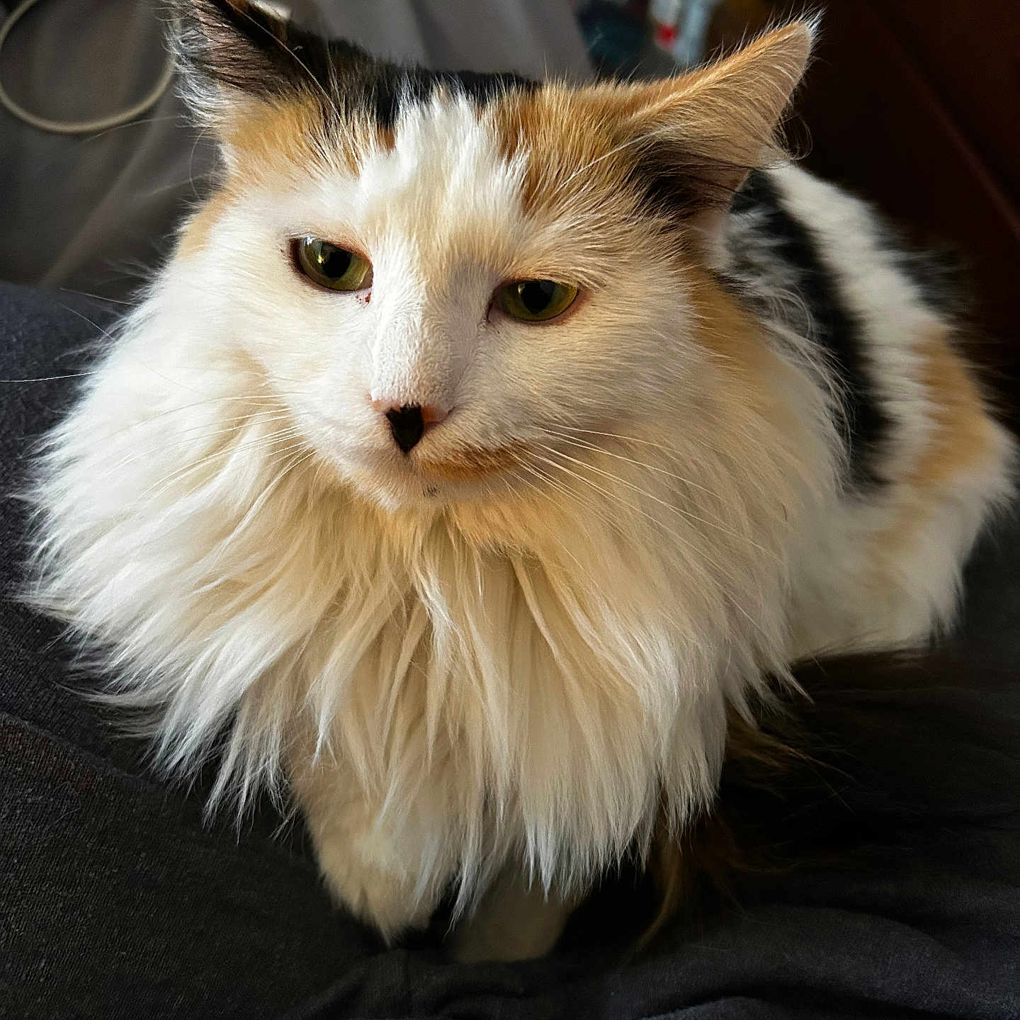 Clawdia is registered to the contest to win money with this photo: abyssinian, angora, animal, armchair, cat, chair, couch, furniture, hardwood, indoors, kitten, manx, pet, siamese, wood