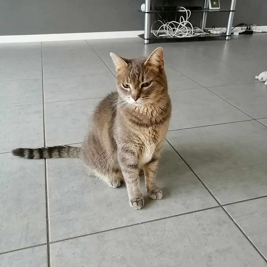 Loulou participe au concours pour gagner de l'argent avec cette photo : abyssinian, angora, animal, cat, computerhardware, electronics, face, filingcabinet, furniture, gray, hardware, head, indoors, interiordesign, kitten, manx, monitor, person, pet, screen