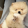 Copito is registered to the contest to win money with this photo: belly_up, close_up, cozy, cream_colored, cute, dog, fluffy, fur, indoor, lap, lying_down, paws, pet, pomeranian, portrait, puppy, relaxed, sleeping, sleepy, soft_lighting