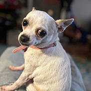 Holly joined the competition — help win amazing prizes! dog, chihuahua, small_dog, pet, white_fur, pink_collar, sitting, indoor, close_up, curious_eyes, animal, companion, lap, cute, domestic, fur_texture, portrait, looking_back, household, relaxed