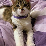 Star joined the competition — help win amazing prizes! kitten, cat, pet, collar, necklace, bed, blanket, purple, white, fur, cute, animal, indoor, resting, small, young, whiskers, ears, paws, curious