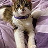 kitten, cat, pet, collar, necklace, bed, blanket, purple, white, fur, cute, animal, indoor, resting, small, young, whiskers, ears, paws, curious