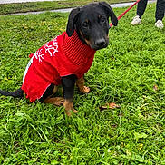 Max participe au concours pour gagner de l'argent avec cette photo : accessories, animal, boy, canine, car, child, clothing, dog, footwear, grass, leash, male, person, pet, plant, puppy, shoe, strap, transportation, vehicle