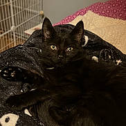 Gohan a rejoint le concours — aidez-le/la à gagner de superbes lots ! black_cat, cat, pet, animal, feline, indoor, blanket, fur, paw, green_eyes, bedroom, cozy, resting, cute, whiskers, ears, soft, comfort, relaxed, closeup