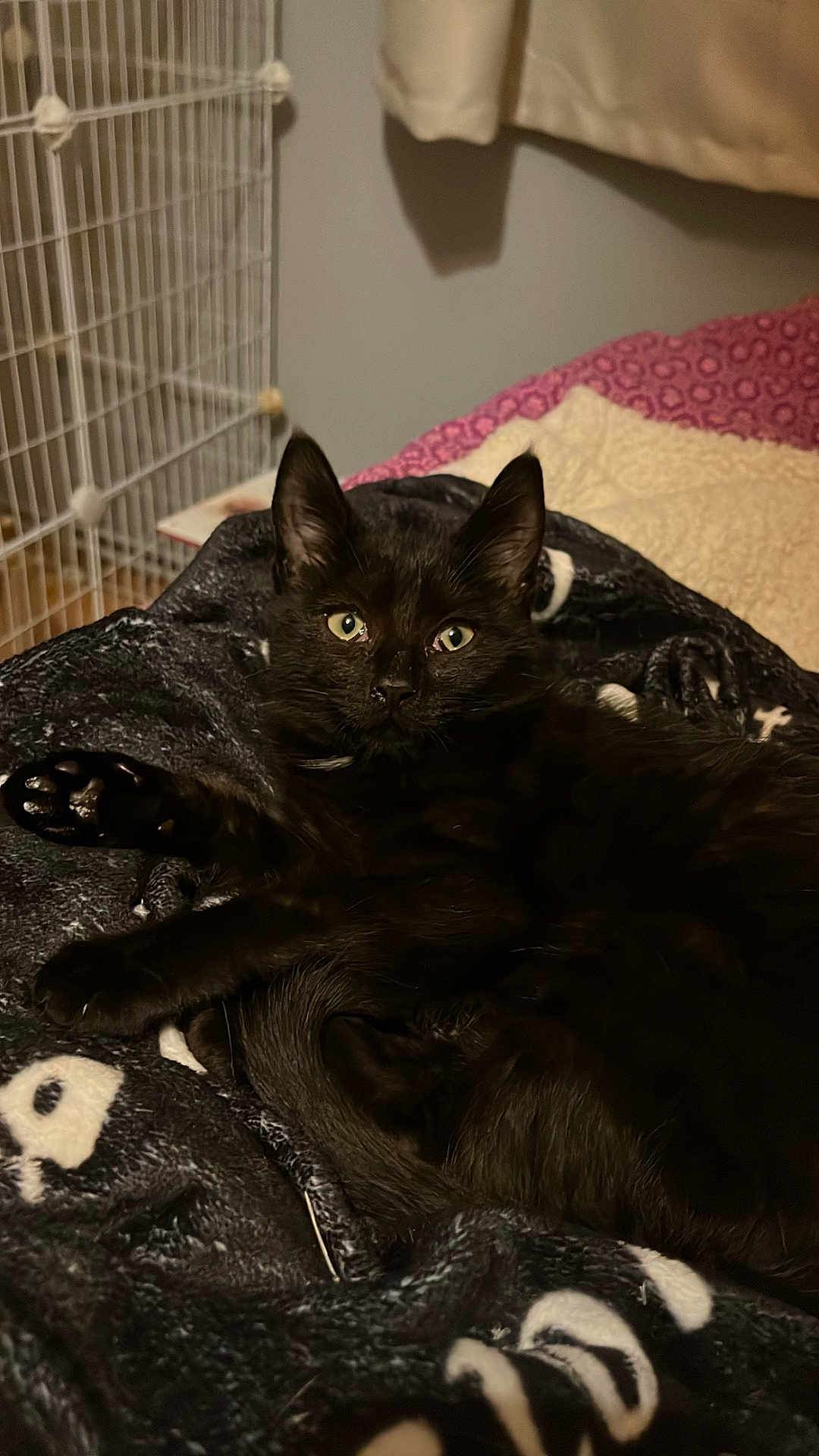 Gohan a rejoint le concours — aidez-le/la à gagner de superbes lots ! black_cat, cat, pet, animal, feline, indoor, blanket, fur, paw, green_eyes, bedroom, cozy, resting, cute, whiskers, ears, soft, comfort, relaxed, closeup