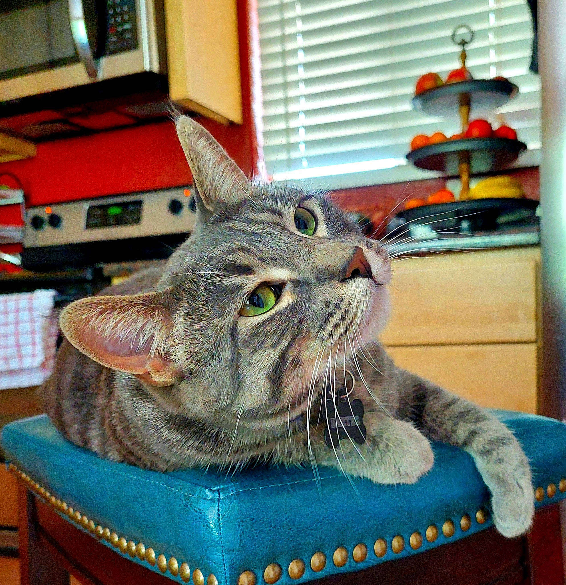 Dexter Morgan is registered to the contest to win money with this photo: basket, carnivore, cat, claw, comfort, domestic_short_haired_cat, felidae, fur, houseplant, paw, picture_frame, plant, shelf, sitting, small_to_medium_sized_cats, snout, whiskers, wicker, window, window_blind