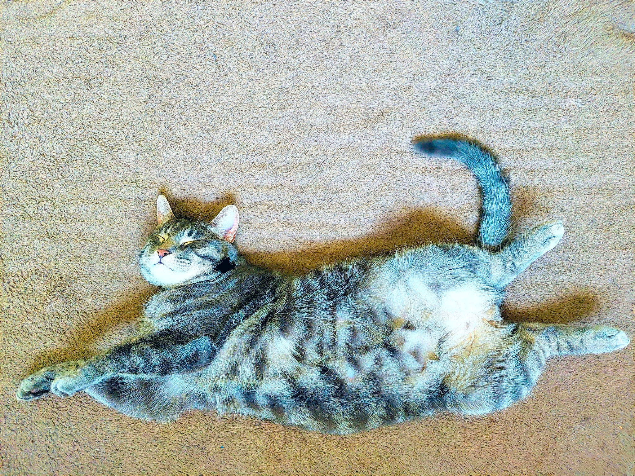 Dexter Morgan is registered to the contest to win money with this photo: carnivore, cat, claw, comfort, domestic_short_haired_cat, fawn, felidae, fur, grass, grey, pattern, paw, sand, sitting, small_to_medium_sized_cats, snout, tail, terrestrial_animal, whiskers, wildlife