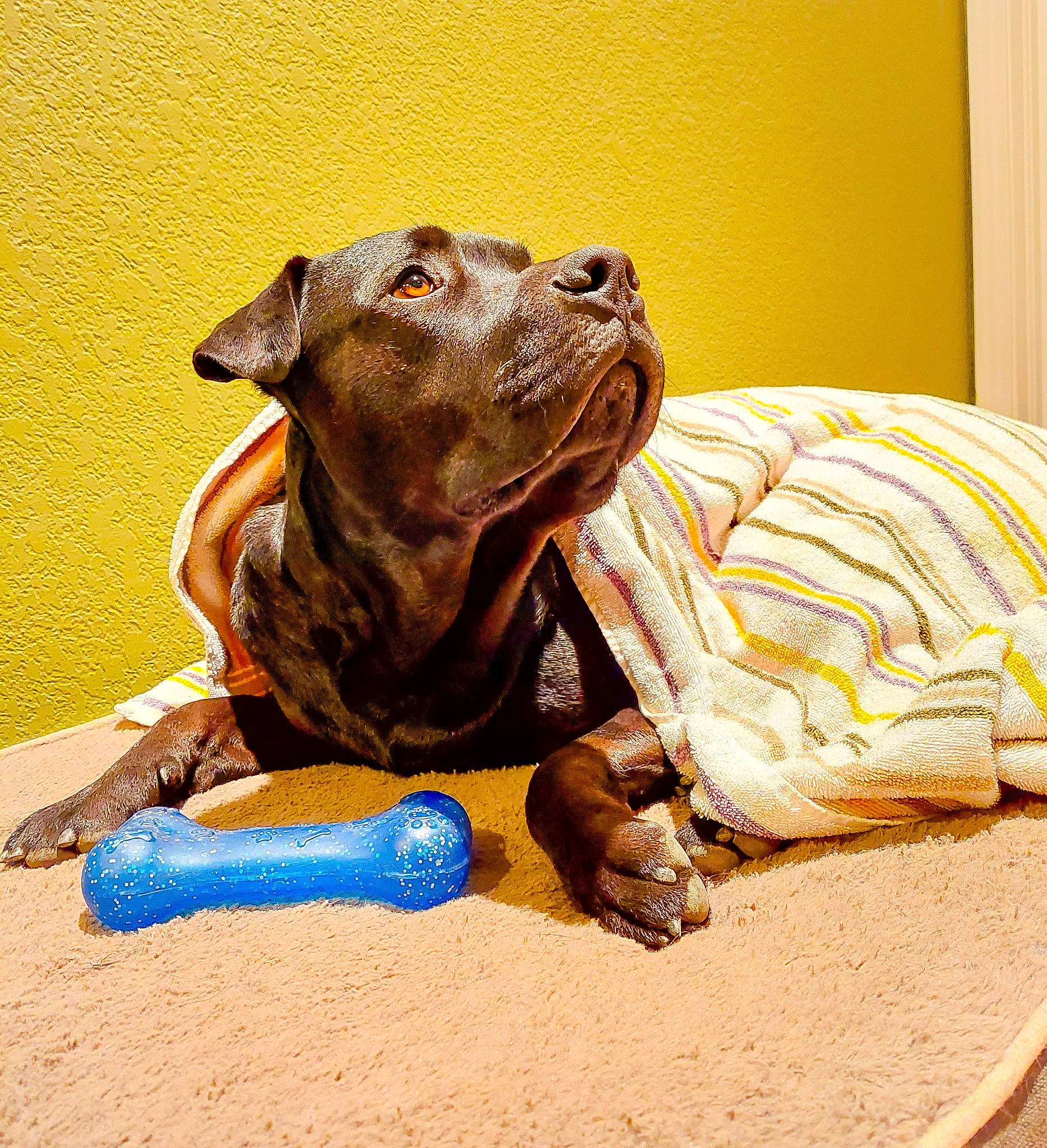 Jesse James joined the competition — help win amazing prizes! art, canidae, carnivore, comfort, companion_dog, dog, dog_breed, dog_supply, fawn, guard_dog, landscape, liver, mammal, non_sporting_group, pet_supply, snout, sporting_group, terrestrial_animal, toy, working_animal