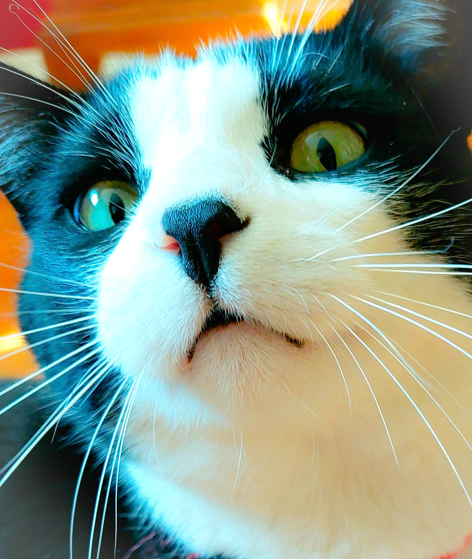 Corkey Joe joined the competition — help win amazing prizes! carnivore, cat, claw, close_up, domestic_short_haired_cat, electric_blue, felidae, fur, gesture, happy, mammal, nose, organism, paw, small_to_medium_sized_cats, snout, vertebrate, whiskers