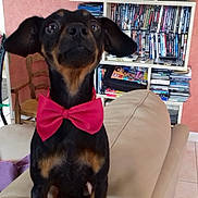 Moby a rejoint le concours — aidez-le/la à gagner de superbes lots ! carnivoran, dachshund, dog, dog_breed, dog_breed_group, dog_like_mammal, ear, guard_dog, pinscher, puppy, snout