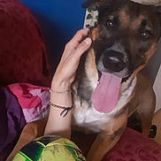 Snoopy participe au concours pour gagner de l'argent avec cette photo : animal, black_dog, blanket, brown_dog, closeup, couch, dog, domestic_animal, friendly, fur, hand, happy, indoor, person, pet, plant, playing, soccer_ball, tongue_out, wall