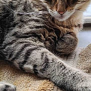 Tigger is registered to the contest to win money with this photo: cat, tabby, animal, feline, pet, striped, fur, whiskers, paw, towel, indoor, window, relaxed, resting, closeup, cute, mammal, domestic, sleepy, cozy