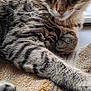 cat, tabby, animal, feline, pet, striped, fur, whiskers, paw, towel, indoor, window, relaxed, resting, closeup, cute, mammal, domestic, sleepy, cozy
