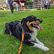 Uko a rejoint le concours — aidez-le/la à gagner de superbes lots ! animal, black, brown, building, canine, daylight, dog, grass, happy, leash, mammal, nature, outdoor, panting, park, people, pet, tent, tongue, white