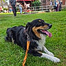 animal, black, brown, building, canine, daylight, dog, grass, happy, leash, mammal, nature, outdoor, panting, park, people, pet, tent, tongue, white