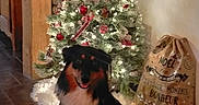 Uko participe au concours pour gagner de l'argent avec cette photo : accessories, animal, architecture, building, canine, christmas, christmasdecorations, christmastree, dog, festival, furniture, husky, indoors, livingroom, pet, plant, puppy, room, tree, wood