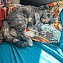 Petunia is registered to the contest to win money with this photo: cat, sleeping, pillow, floral_pattern, blanket, turquoise, sunlight, indoor, resting, feline, cozy, fur, tail, headboard, wood, decor, relaxation, pet, animal, home