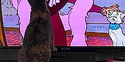 Petunia joined the competition — help win amazing prizes! cat, television, animation, cartoon, indoor, furniture, watching, curious, pet, white_cat, older_woman, purple_clothing, living_room, wooden_cabinet, screen, domestic_cat, entertainment, household, animal, interaction