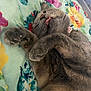 Petunia joined the competition — help win amazing prizes! cat, sleeping, tongue_out, paws, gray_fur, fluffy, pet, domestic_cat, cute, relaxed, bed, blanket, floral_pattern, indoor, cozy, feline, animal, resting, close_up, soft