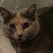 Petunia is registered to the contest to win money with this photo: cat, feline, pet, animal, close_up, indoor, bed, blanket, fur, ears, whiskers, face, eyes, resting, domestic, cute, mammal, collar, relaxed, portrait