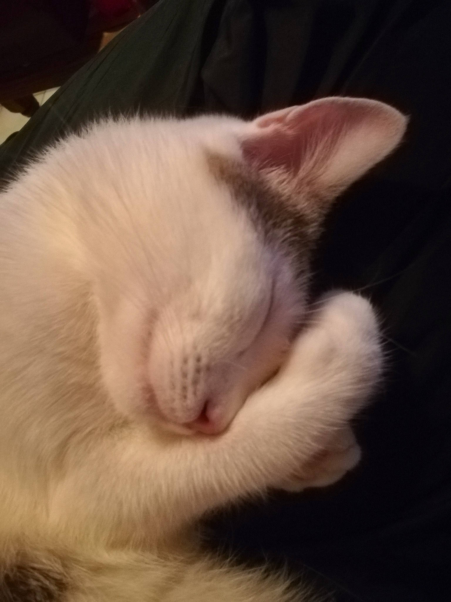 Chouquette participe au concours pour gagner de l'argent avec cette photo : carnivore, cat, claw, cloud, comfort, domestic_short_haired_cat, ear, felidae, fur, nap, paw, sky, sleep, small_to_medium_sized_cats, snout, tail, whiskers