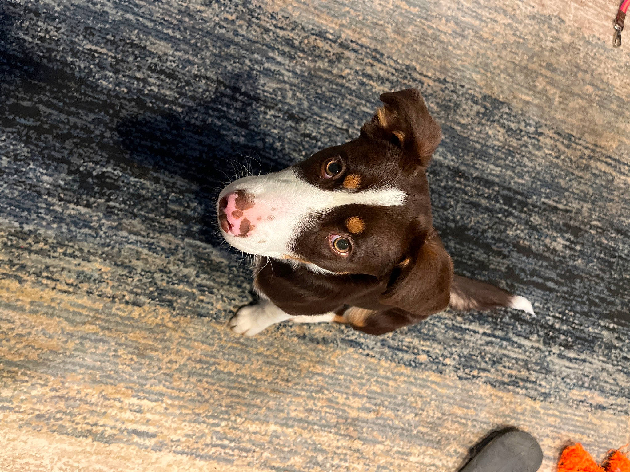 Shelby joined the competition — help win amazing prizes! canidae, carmine, carnivore, companion_dog, dog, dog_breed, fawn, flag, liver, non_sporting_group, road_surface, shadow, snout, soil, sporting_group, tail, terrestrial_animal, whiskers, wood, working_animal