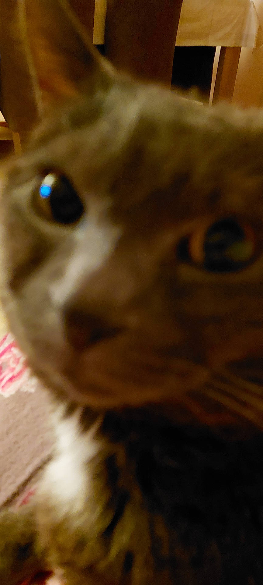 Atchoum participe au concours pour gagner de l'argent avec cette photo : abyssinian, angora, animal, blackcat, canine, cat, couch, dog, face, furniture, hardwood, head, kitten, manx, person, pet, plywood, siamese, wood