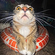 Goten is registered to the contest to win money with this photo: cat, tabby_cat, whiskers, paws, cushion, orange, white, yellow_eyes, close_up, indoor, pet, fur, curious, animal, mammal, resting, face, portrait, floor, domestic_animal