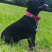 Skyla a rejoint le concours — aidez-le/la à gagner de superbes lots ! accessories, animal, bulldog, canine, collar, dog, field, grass, grassland, labradorretriever, lawn, leash, nature, outdoors, pet, plant, pointer, policedog, puppy, strap