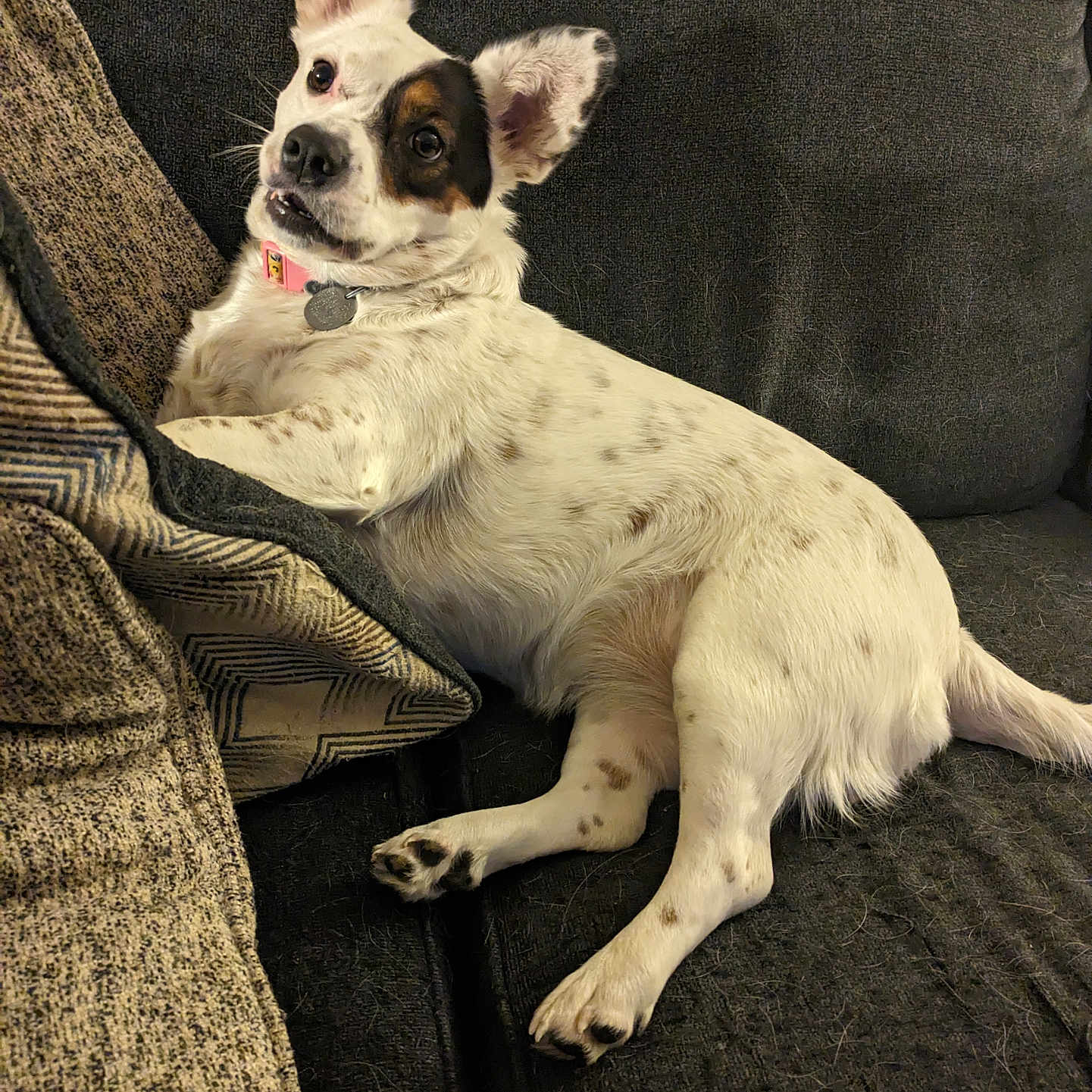 Lucy is registered to the contest to win money with this photo: animal, architecture, armchair, building, canine, chair, chihuahua, cockerspaniel, couch, cushion, dog, furniture, homedecor, hound, indoors, livingroom, pet, pointer, puppy, room