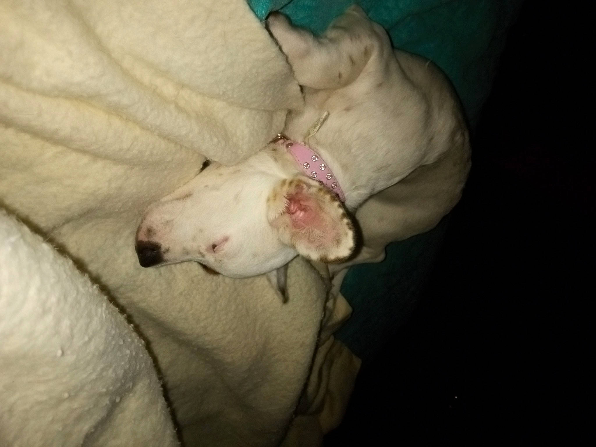 Lucy joined the competition — help win amazing prizes! canidae, carnivore, comfort, companion_dog, dog, dog_breed, ear, fawn, non_sporting_group, paw, snout, sporting_group, tail, toy_dog