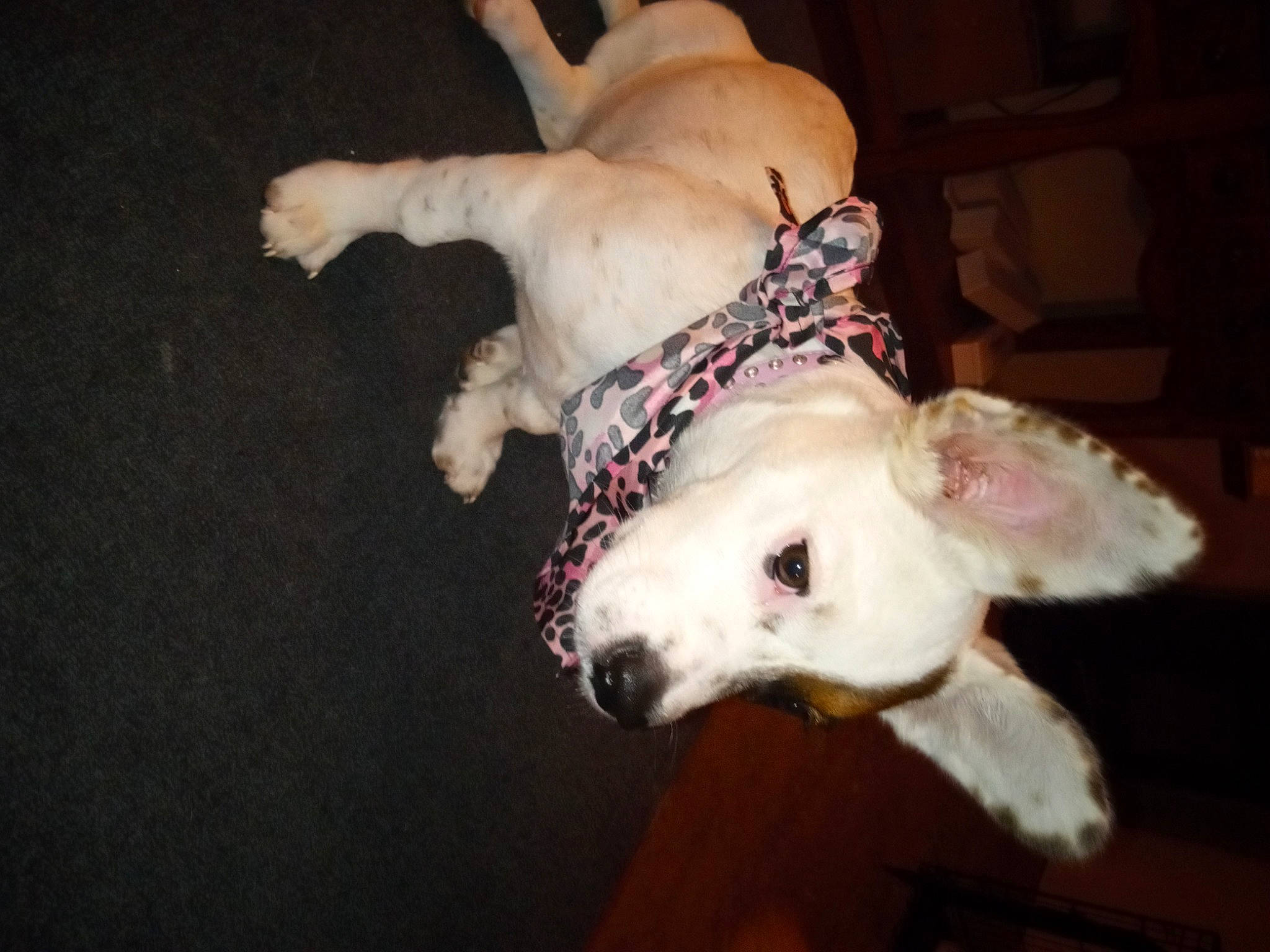 Lucy joined the competition — help win amazing prizes! canidae, carnivore, collar, companion_dog, dog, dog_breed, dog_collar, dog_supply, fawn, fur, guard_dog, non_sporting_group, paw, pet_supply, snout, sporting_group, tail, terrestrial_animal, whiskers, working_animal