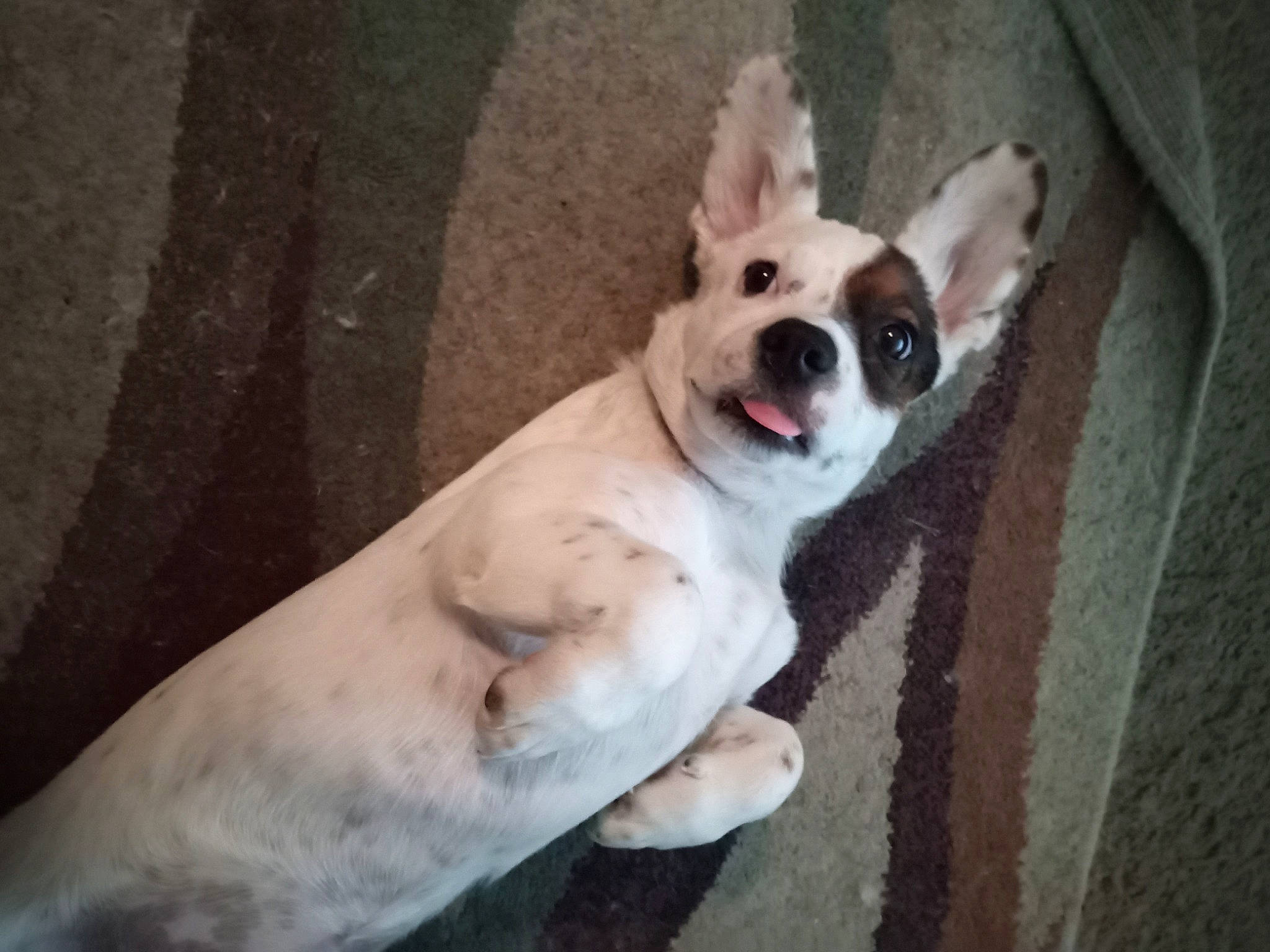 Lucy is registered to the contest to win money with this photo: canidae, carmine, carnivore, collar, companion_dog, dog, dog_breed, dog_collar, dog_supply, ear, fawn, fur, paw, snout, tail, terrestrial_animal, toy_dog, whiskers, wood, working_animal