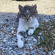 Tomtom is registered to the contest to win money with this photo: cat, tabby, outdoor, gravel, grass, paw, animal, pet, fur, whiskers, alert, sunlight, shadow, nature, mammal, young_cat, resting, closeup, ground, curious