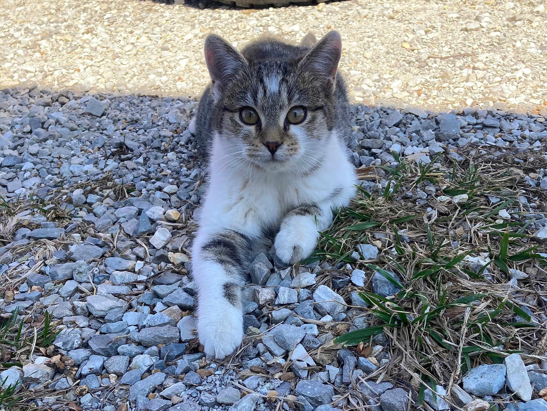 Tomtom is registered to the contest to win money with this photo: cat, tabby, outdoor, gravel, grass, paw, animal, pet, fur, whiskers, alert, sunlight, shadow, nature, mammal, young_cat, resting, closeup, ground, curious