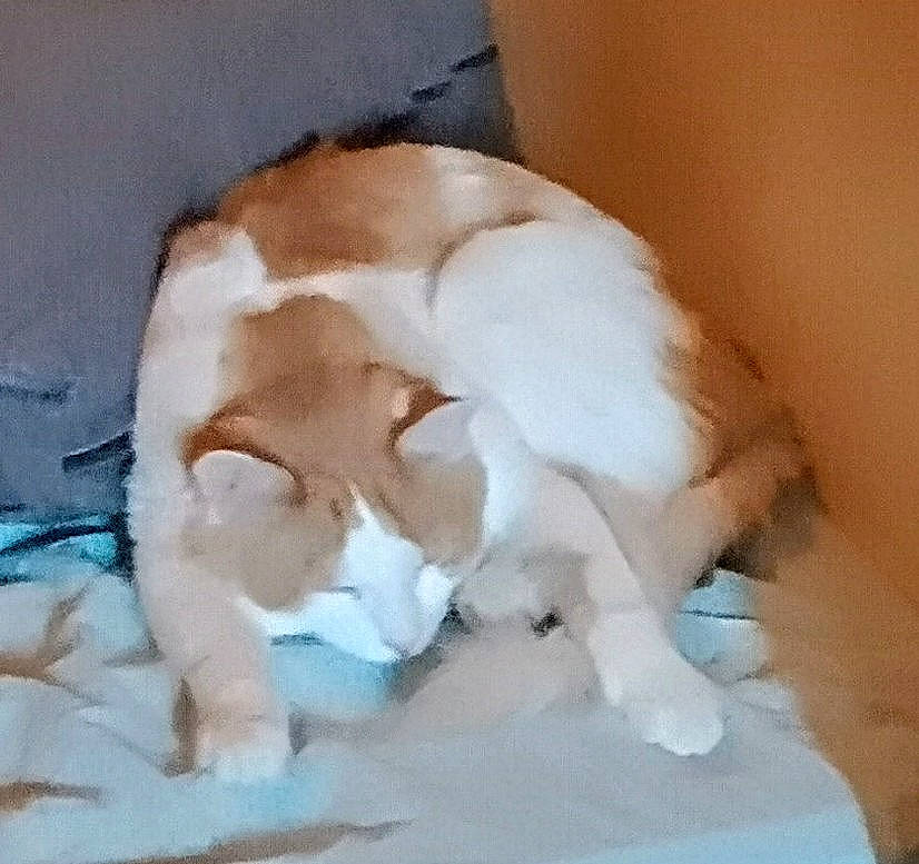 Momo participe au concours pour gagner de l'argent avec cette photo : canidae, carnivore, cat, cat_supply, comfort, companion_dog, dog_breed, fawn, felidae, fur, hardwood, nap, paw, sleep, small_to_medium_sized_cats, snout, sporting_group, tail, whiskers, wood