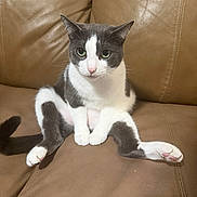 Eve is registered to the contest to win money with this photo: cat, gray_and_white, sitting, couch, leather, pet, animal, relaxed, indoor, cute, whiskers, pink_nose, paws, ears, fur, domestic_cat, looking_at_camera, household, feline, seated