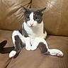 cat, gray_and_white, sitting, couch, leather, pet, animal, relaxed, indoor, cute, whiskers, pink_nose, paws, ears, fur, domestic_cat, looking_at_camera, household, feline, seated