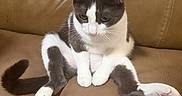 Eve joined the competition — help win amazing prizes! cat, gray_and_white, pet, sitting, leather_couch, indoor, feline, curious, relaxed_pose, whiskers, tail, paws, animal, cute, domestic_cat, fur, looking_down, household, cozy, seated