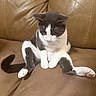 cat, gray_and_white, pet, sitting, leather_couch, indoor, feline, curious, relaxed_pose, whiskers, tail, paws, animal, cute, domestic_cat, fur, looking_down, household, cozy, seated