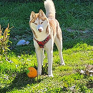 Ulka a rejoint le concours — aidez-le/la à gagner de superbes lots ! animal, ball, canine, daylight, dog, fur, garden, grass, greenery, leaves, mammal, nature, outdoor, pet, playful, red_harness, shadow, siberian_husky, standing, sunlight