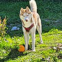 animal, ball, canine, daylight, dog, fur, garden, grass, greenery, leaves, mammal, nature, outdoor, pet, playful, red_harness, shadow, siberian_husky, standing, sunlight