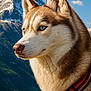 Ulka a rejoint le concours — aidez-le/la à gagner de superbes lots ! adventure, animal, blue_eyes, canine, close_up, dog, fur, husky, landscape, majestic, mountain, nature, outdoor, pet, portrait, red_harness, scenery, sky, sunlight, wildlife