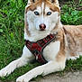 alert, animal, blue_eyes, canine, daylight, dog, ears_up, fur, grass, lying_down, muzzle, nature, outdoor, paws, pet, portrait, red_harness, siberian_husky, sidewalk, whiskers