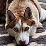 Ulka a rejoint le concours — aidez-le/la à gagner de superbes lots ! animal, blue_eyes, brown_and_white, canine, carpet, close_up, companion, dog, domestic_animal, ears, floor, fur, indoor, lying_down, muzzle, pet, portrait, relaxed, resting, siberian_husky