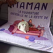 Olga a rejoint le concours — aidez-le/la à gagner de superbes lots ! animal, blanket, cartoon, cat, colorful, couch, front_view, furniture, gray_patches, home, indoors, lounging, pet, photograph, plush_toy, relaxed, siesta, sitting, text, white_cat