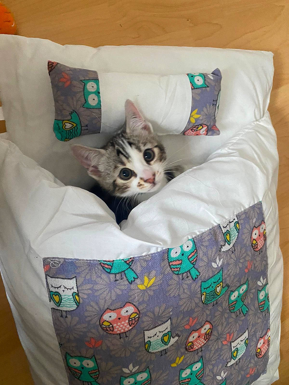 Marble is registered to the contest to win money with this photo: bag, bed, bed_sheet, bedding, carnivore, cat, cat_supply, comfort, creative_arts, felidae, grey, linens, luggage_and_bags, pattern, pillow, small_to_medium_sized_cats, textile, throw_pillow, whiskers, white