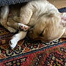animal, carpet, close_up, cozy, curled_up, cute, dog, domestic, ears, floor, fur, indoor, patterned_rug, paws, pet, puppy, relaxed, resting, sleeping, small_dog