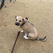 Tara Puccina participe au concours pour gagner de l'argent avec cette photo : animal, background, black, brown, collar, curious, dog, ground, leash, looking_back, metal_barrier, outdoor, pet, puppy, sand, sitting, small_dog, tan, wet, young_dog