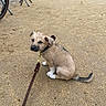 animal, background, black, brown, collar, curious, dog, ground, leash, looking_back, metal_barrier, outdoor, pet, puppy, sand, sitting, small_dog, tan, wet, young_dog